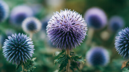 Blooming Globe Thistle Blossoms in Summer