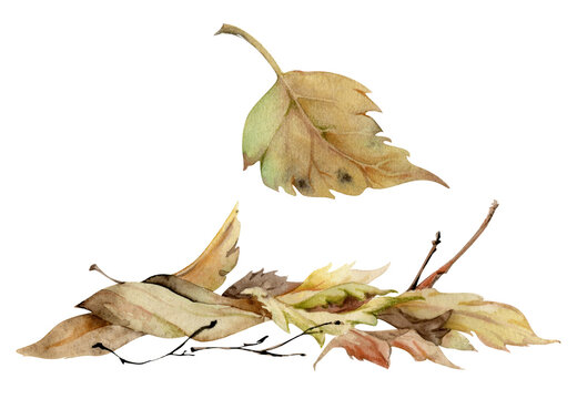 Autumn leaves pile with twigs, crumpled fallen dried forest floor cover. Single element botanical illustration hand drawn in watercolor. Herbarium pages, wildcrafting workshop brochures, scrapbooking