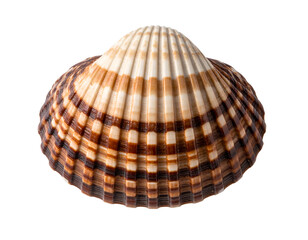 A captivating close-up of a ribbed seashell displays its stunning natural patterns and organic texture.