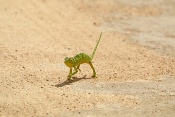 Colorful green chameleon mid-step on sandy ground, showing its unique movement, striking colors,...