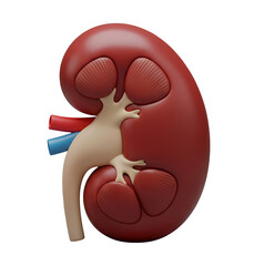 Anatomical Model of a Human Kidney Minimalist 3D Rendering in a Soft And Smooth Renderer