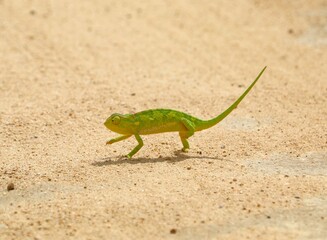 Colorful green chameleon mid-step on sandy ground, showing its unique movement, striking colors, and signature eye orientation in full daylight.