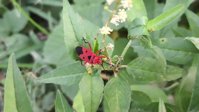 Dysdercus cingulatus or red cotton stainer bug on leaf