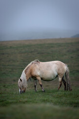 Dartmoor pony grazing on a foggy and rainy day in Darmoor national park, Devon, England.