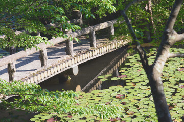 兵庫県・神戸市立森林植物園の長谷池、開花前のスイレンと風景
