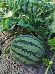 Watermelon cultivation in Malaysia to produce delicious and tasty fruits.