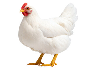 A pristine white hen stands gracefully, showcasing its beautiful feathers and vibrant comb.