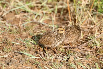 Well-camouflaged young ground birds stand among rocks and dry grass, their plumage blending seamlessly with the natural terrain.