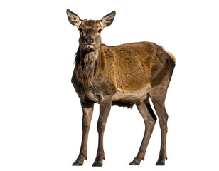 Obraz premium A graceful red deer stands attentively, its rich brown fur highlighted by natural light.