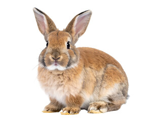 Obraz premium This delightful brown rabbit with beautiful fur and alert ears presents a serene and gentle presence.