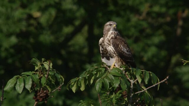 light-colored buzzard sitting in tree crown