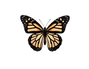 Obraz premium A stunning monarch butterfly showcases its vibrant orange and black wings in a captivating top-down view