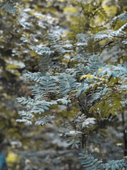 Green Rowan Branch With Raindrops Macro