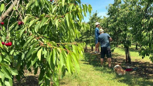 Father and son enjoy cherry picking together in a sunny orchard on a warm day