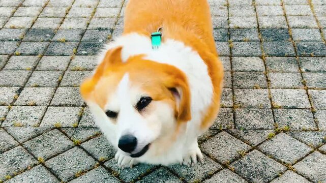 Corgi enjoys a playful moment while lying on the ground during a sunny day outdoors in the park