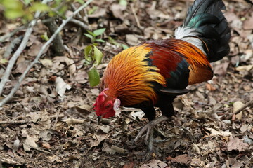 Male Chicken bending down to peck the ground – Red Junglefowl (Gallus gallus). Domesticated Chicken’s wild ancestor. Note the vibrant plumage showing it is a male, and the glorious, gorgeous feathers.