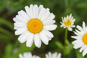 Cose up of blooming white daisies, chamomile with yellow centers growing in a lush meadow background. Oxeye daisy, Leucanthemum vulgare, Common daisy, Dog daisy. Gardening, plant breeding