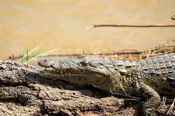 A Nile crocodile rests quietly on a sunlit log by a muddy river, its toothy snout and textured hide blending with the natural surroundings.