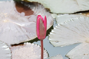 Deep pink water lily flower about to bloom under the strong sunlight, above the water -...