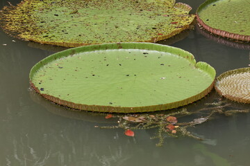 Large Green Water Lily Pads - Green Water Lily Pads of the Nymphaeaceae family, under the bright...