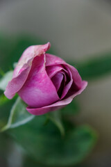 Close-up of purple rose in the home garden