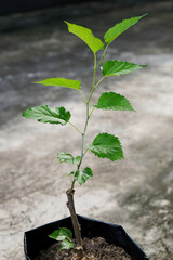 Growing mulberry in the garden