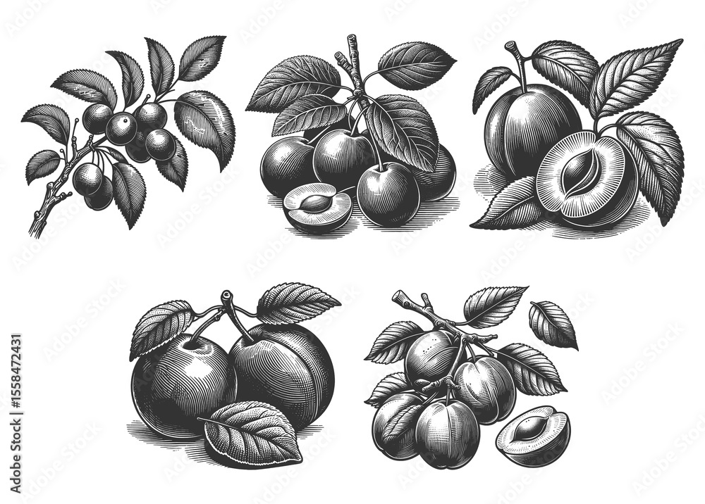 Poster plum set collection bundle sketch engraving generative ai raster illustration. scratch board imitati