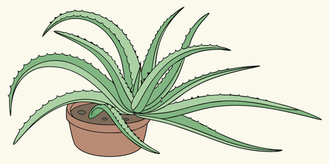 aloe vera plant isolated on white