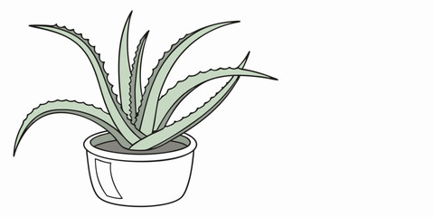 aloe vera plant in pot