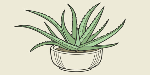 aloe vera plant in pot