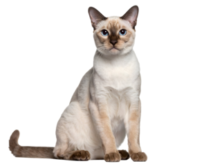 Majestic cream-colored cat with striking blue eyes poses regally, capturing attention with its serene presence.