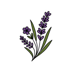 Detailed Vector Illustration of Lavender Flowers and Green Leaves on White Background