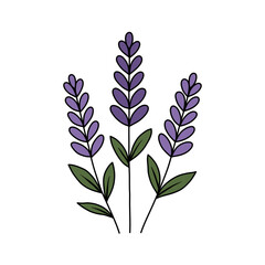 Simple Lavender Illustration with Purple Flowers and Green Leaves on White Background