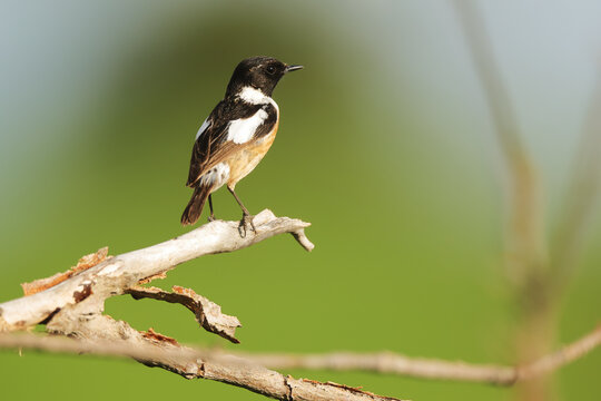 Common stonechat perched on branch against green backdrop