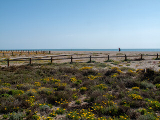 Paraje Natural Punta Entinas-Sabinar, catalogado como Espacio Natural Protegido. Roquetas de Mar, Almería, Andalucía, España.