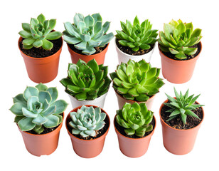 Cactus and Succulents vector stock illustration. Flat-Polygon style isometric icons.