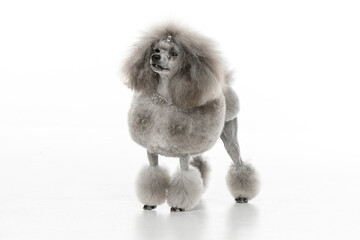 Gray toy poodle on white background