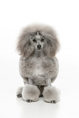 Gray toy poodle on white background