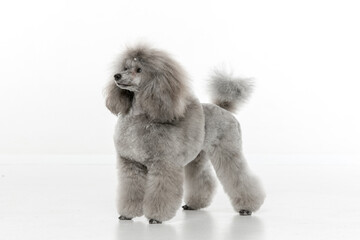 Gray toy poodle on white background