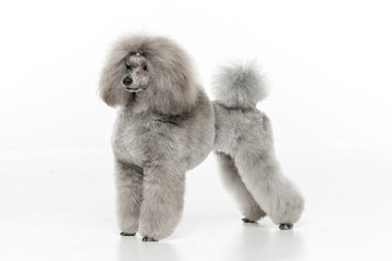 Gray toy poodle on white background