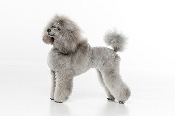 Gray toy poodle on white background
