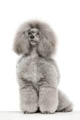 Gray toy poodle on white background