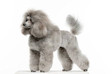 Gray toy poodle on white background