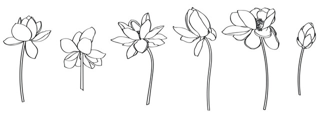 Lotus Vector element. lotus line arts design for packaging template, pattern design element, vintage background, logo.