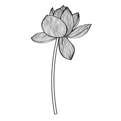 Lotus Vector element. lotus line arts design for packaging template, pattern design element, vintage background, logo.