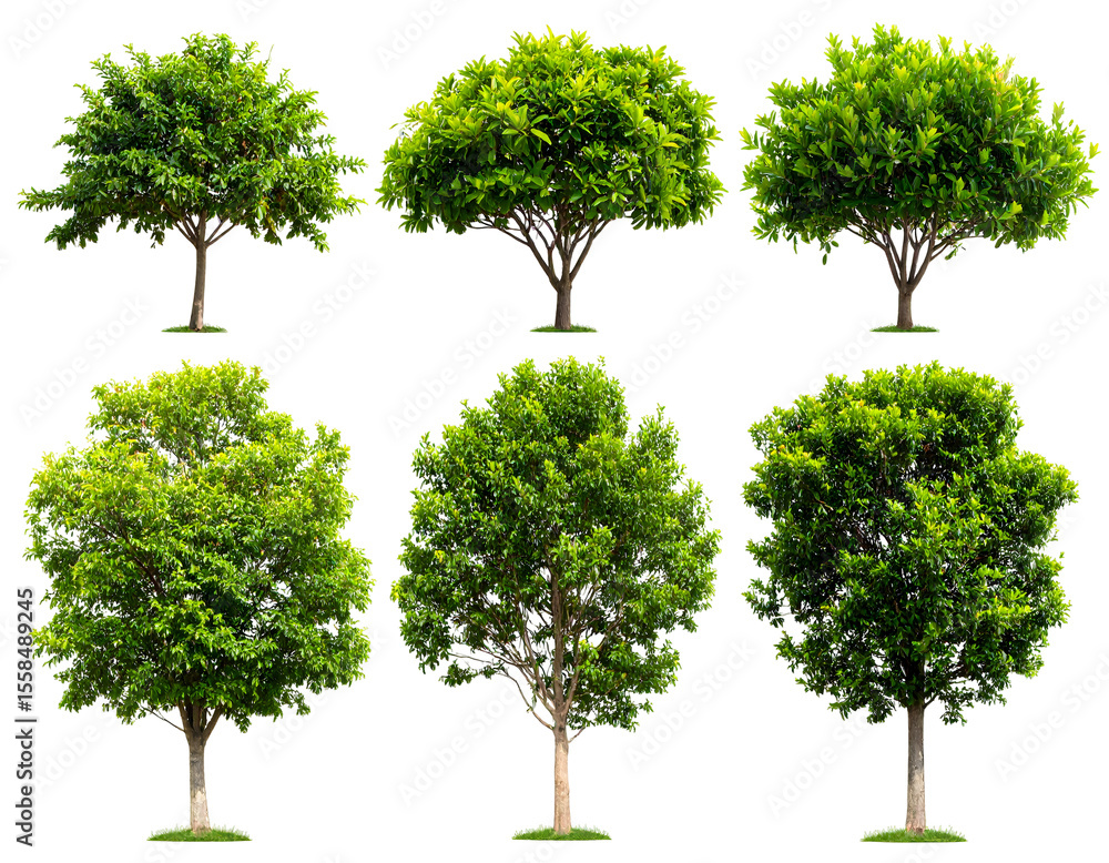 Poster six vibrant green trees with lush foliage, perfect for adding natural elements to any design project