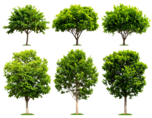 Six vibrant green trees with lush foliage, perfect for adding natural elements to any design project.
