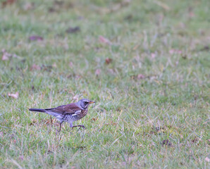 Fieldfare walking on grass in Strycice, Czechia