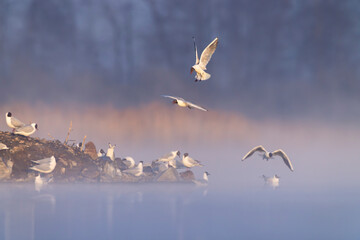 Black headed gulls flying and standing on small island in misty morning