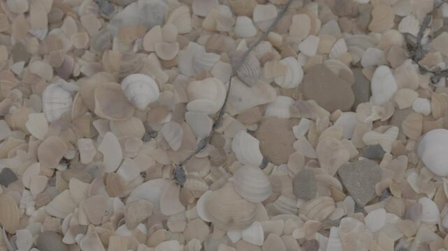 Fuel oil spills on a beautiful seashell beach. Beach oil spill impact. There are many small drops of toxic fuel oil on the shell of the seashore. Environmental pollution. ProRes 422 10bit C-LOG2 video